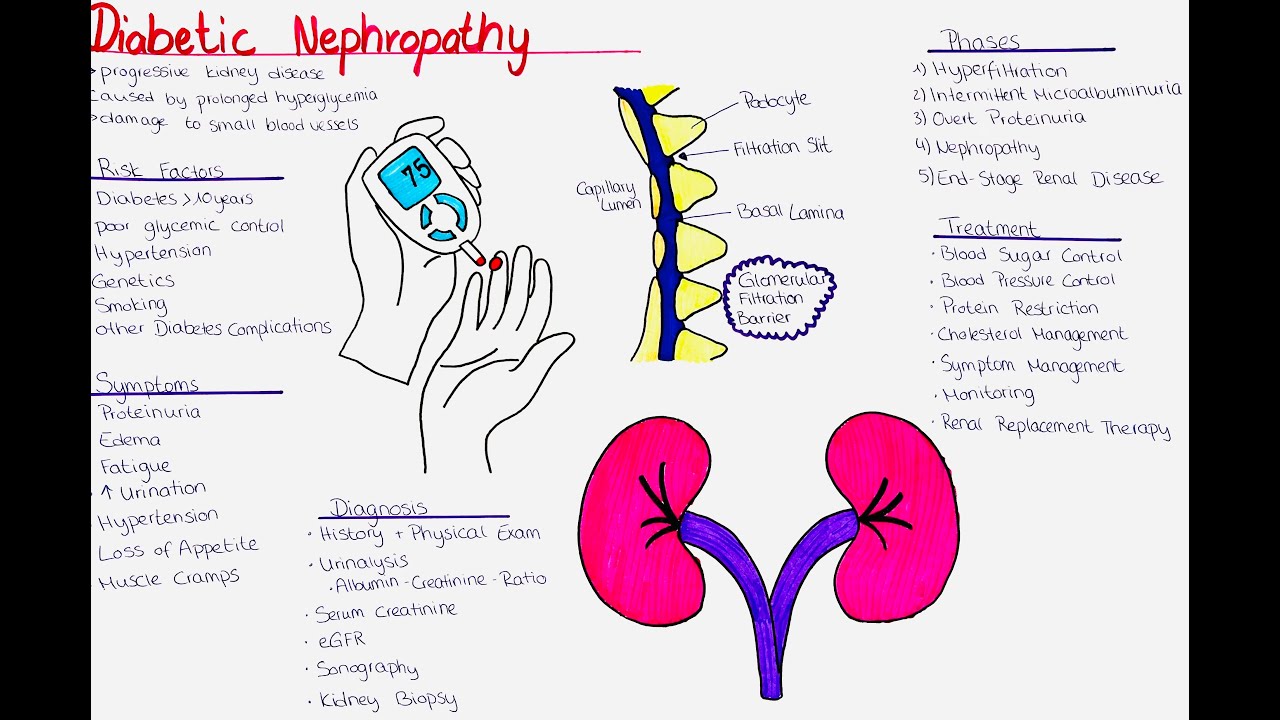 Diabetic Nephropathy -  phases, risk factors, symptoms, diagnosis, treatment
