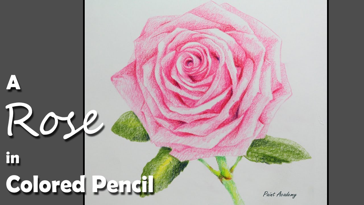 How to Draw A Rose in Colored Pencil