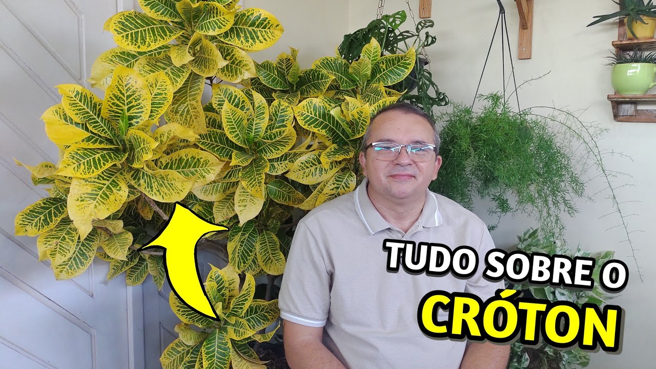 Tudo sobre crótons: Poda, substrato, irrigação, luminosidade e como fazer mudas.
