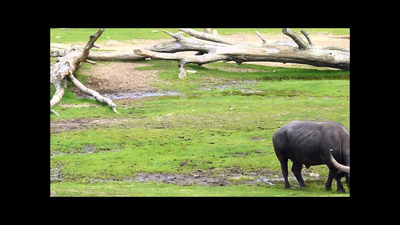 Borås djurpark Savannen 2