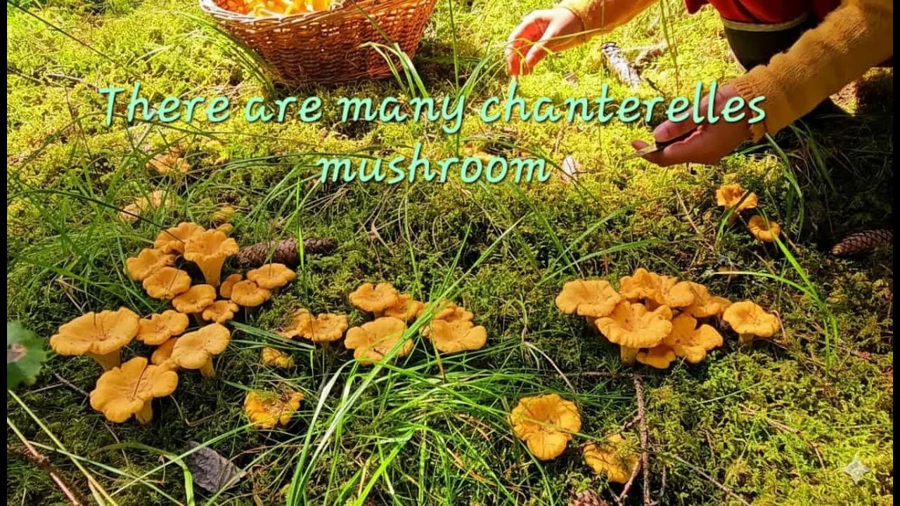 😮🍄 There are many chanterelles mushrooms.#silent