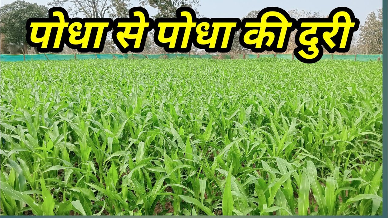 पौधे से पौधे दूरी कितनी रखें? 90%किसान गलती करते है।