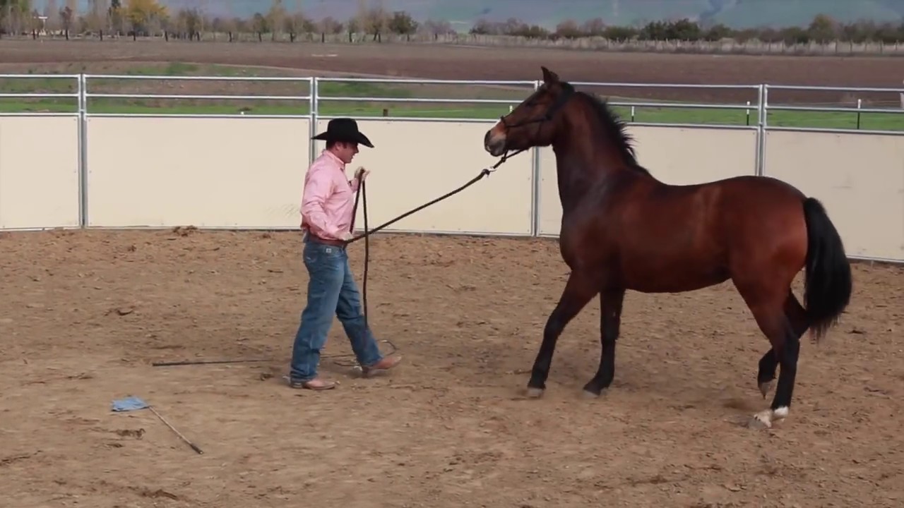 Fixing a horse that stops and rears while being lunged 1