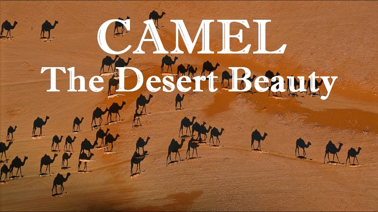 Camel 🐪 - The Desert Beauty