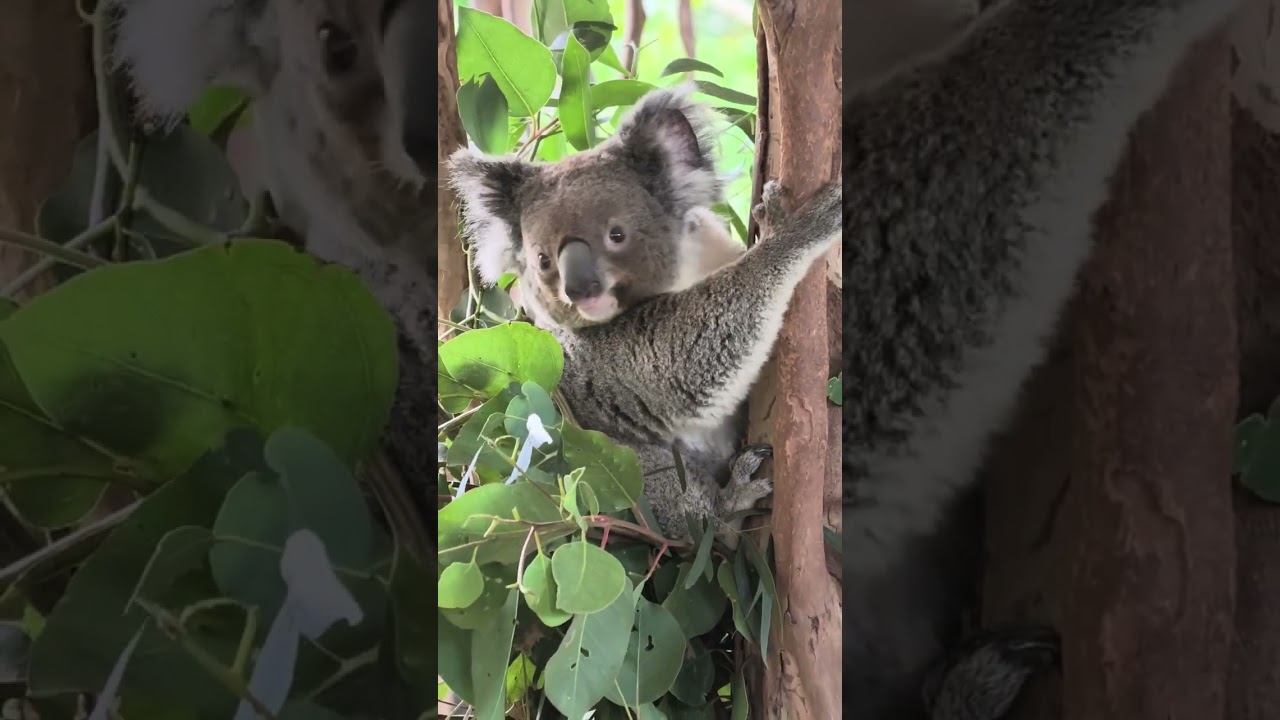 Koala Mum Carrying Child on her back Boxing day 2025