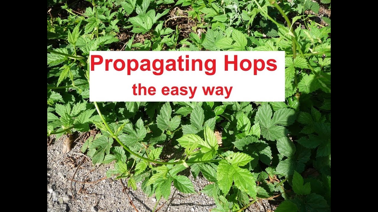 Hop Propagation