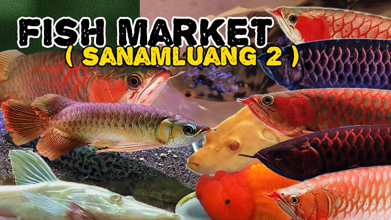 บรรยากาศตลาดปลา ณ ตลาดธนบุรี สนามหลวง 2 วันพฤหัสบดี ❤️ ( Fish Market at Sanamluang 2 in Bangkok )