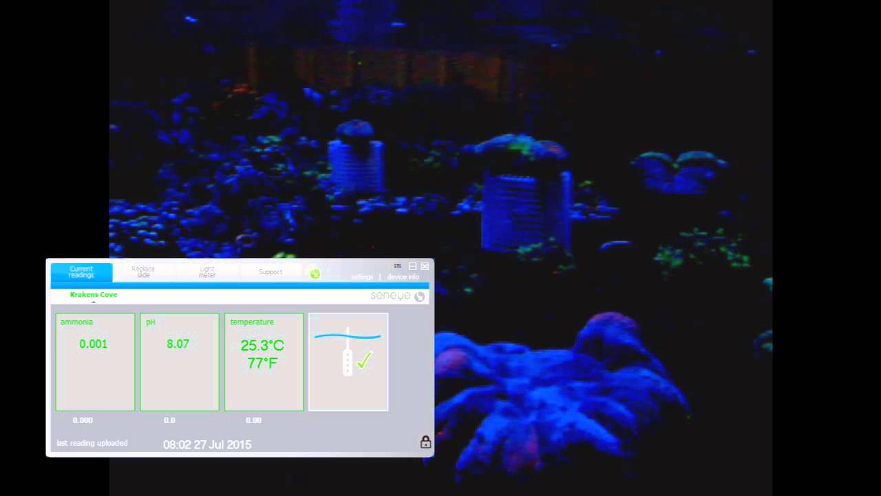 Krakens Cove Live Stream