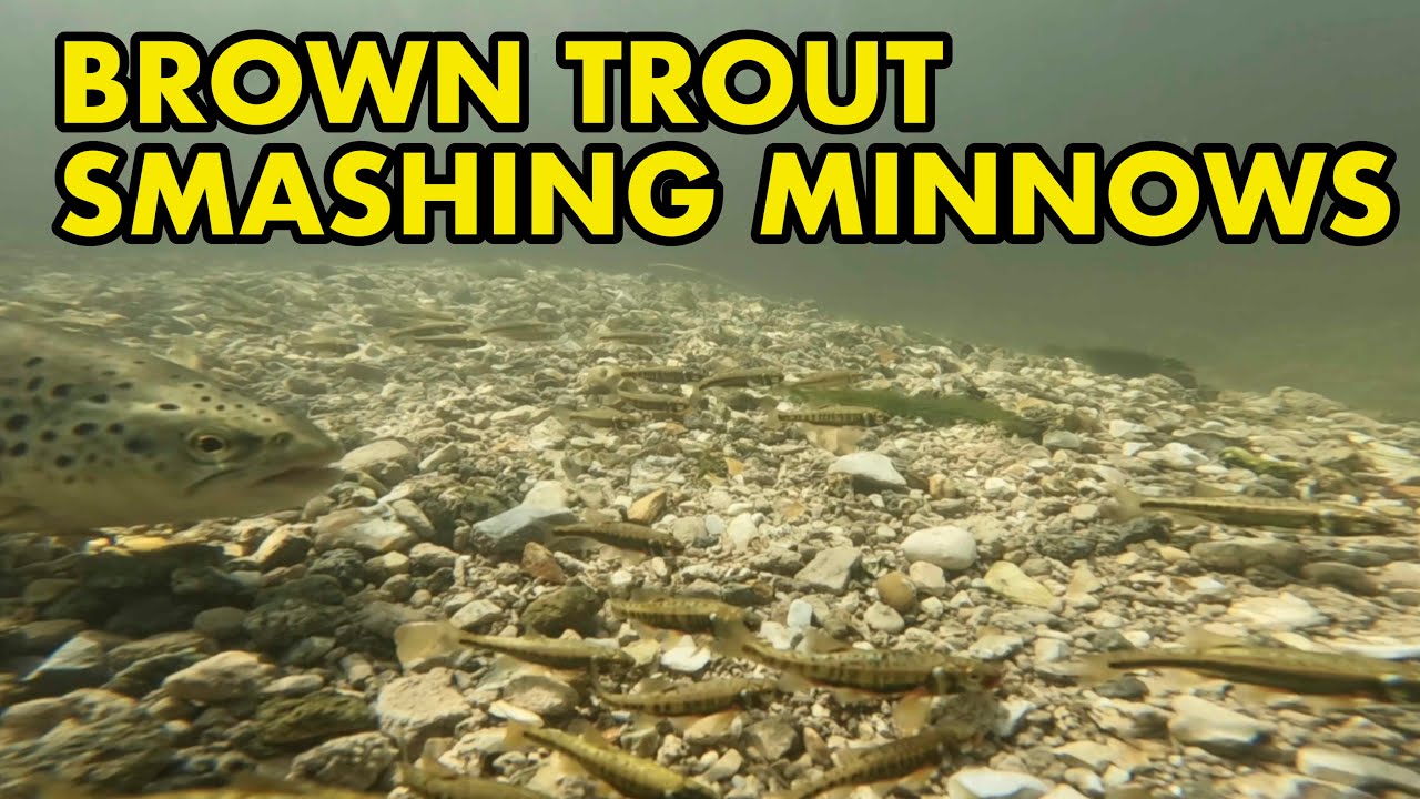 Brown Trout Hunting Minnow Shoal