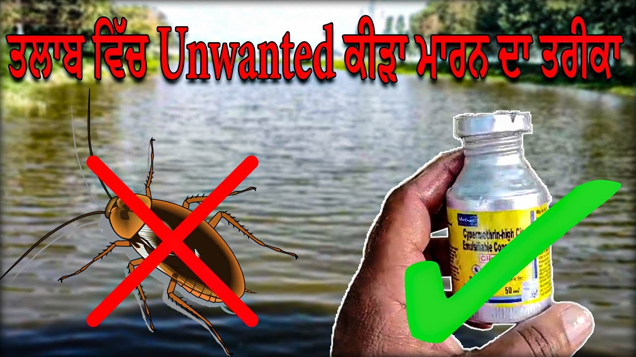 ਤਲਾਬ ਵਿੱਚ Unwanted ਕੀੜਾ ਮਾਰਨ ਦਾ ਤਰੀਕਾ