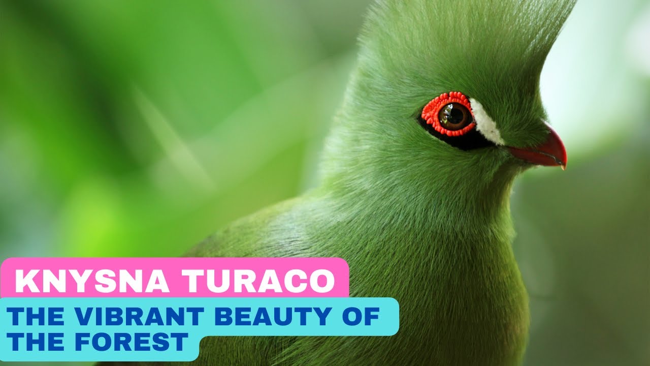 The Vibrant Beauty of the Forest: The Knysna Turaco