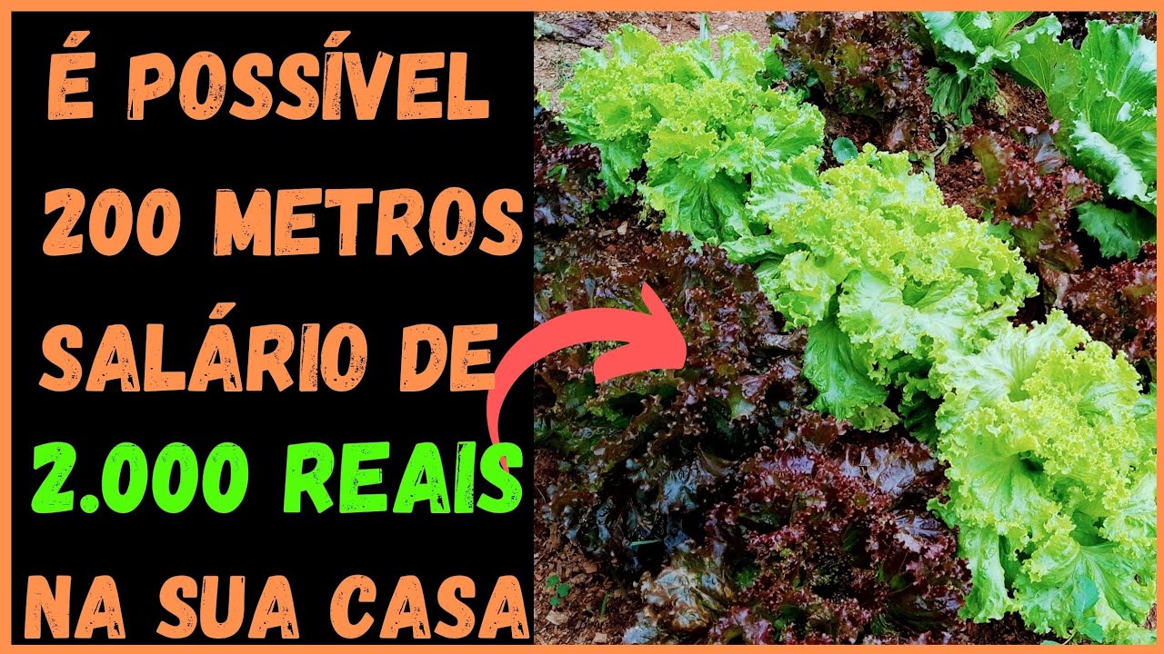 Horta na Cidade-fácil acesso- lucro alto  menos de 200 metros Quadrados@TILAPIAMinhaVida