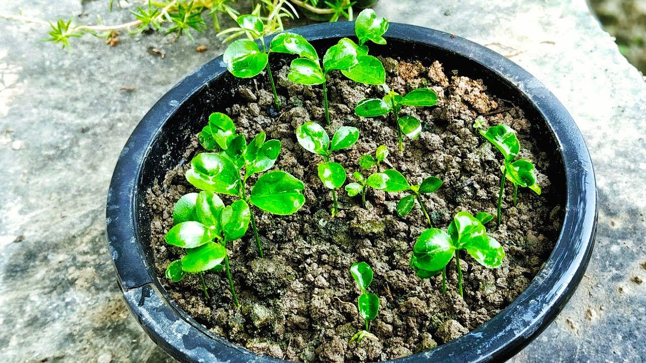 #संतरे 🍊🍊🍊के बीच से पौधे तैयार करने का सबसे आसान तरीका#grow orange plant from seeds#