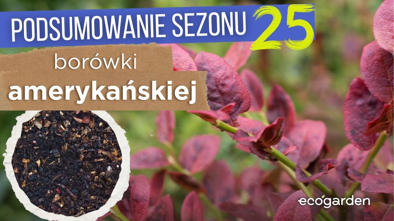Podsumowanie sezonu borówkowego 2025 I #BorówkowaJesień