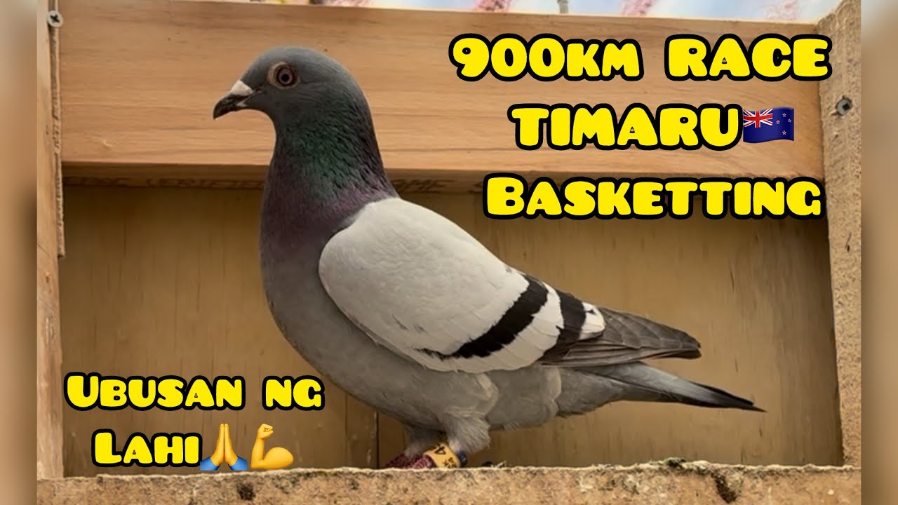 900km RACE TIMARU🇳🇿 BASKETTING🙏💪🔥 SANA MAKA UWI ULIT SILA ‘KIMM KAMM’🙏🥶 #unoloftpigeonracing 