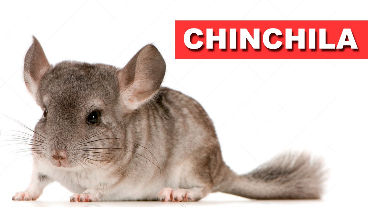 Chinchila - Papo com biólogo