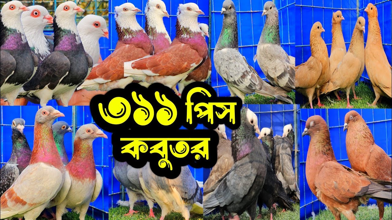 সবচেয়ে কমদামে ৩১১ পিস বুদাপেস্ট,গররা,চিলা,কালদম,রেসার কবুতর | খামারিদের কথা | Pigeon |