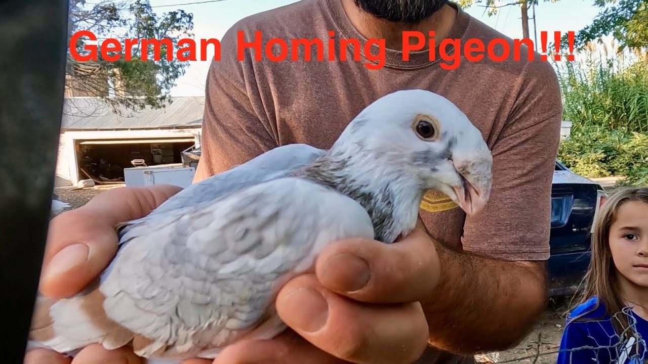 Я ДОЛЖЕН БЫЛ КУПИТЬ ЭТИХ ГОЛУБЕЙ!!! Аукцион животных амишей (сентябрь 25 г.)