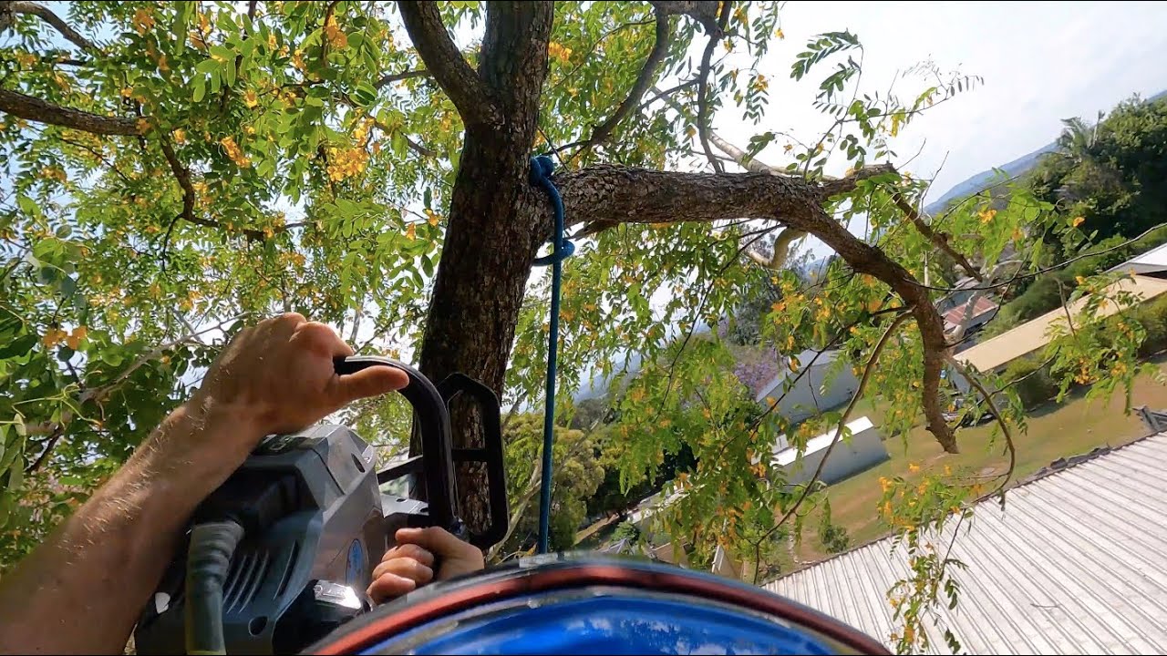 Tree Trimming in the Wind