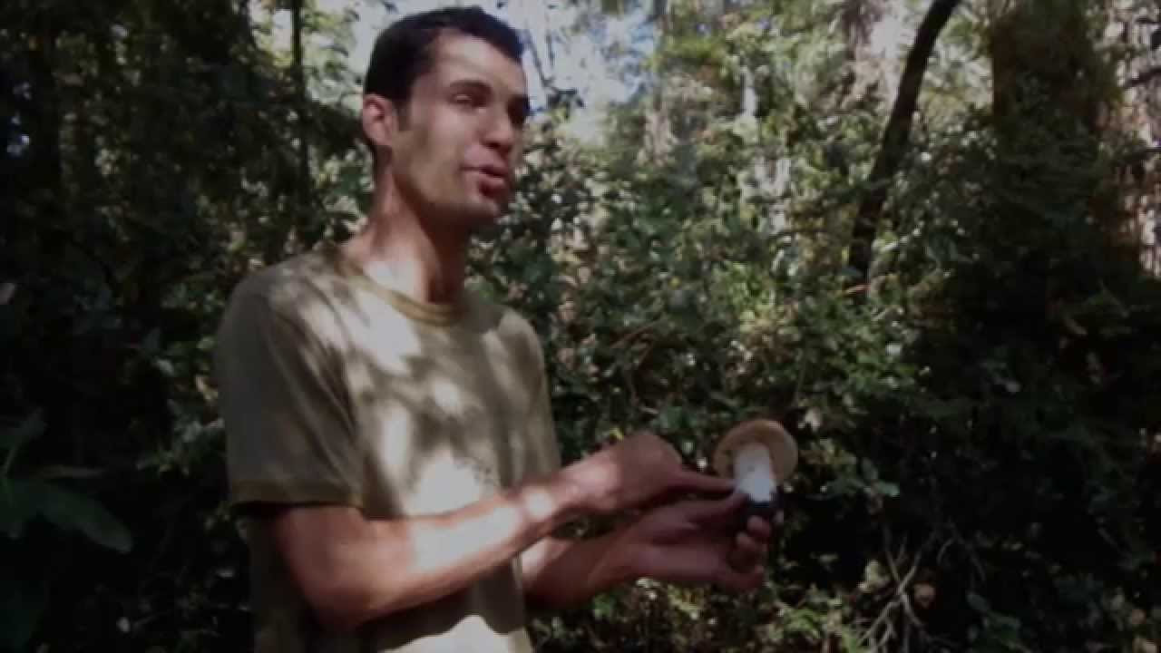 Boletus edulis - King Bolete Porcini Field ID Clip (California)