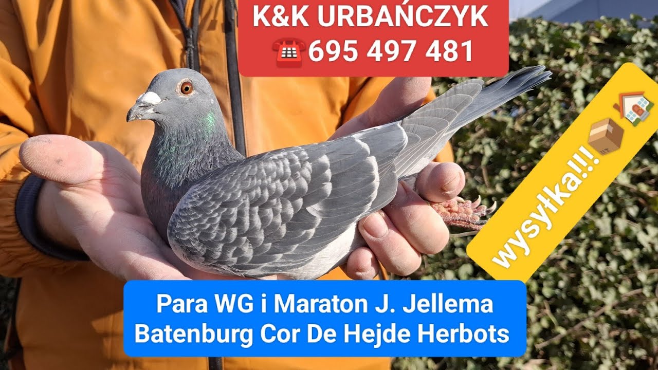 J. Jellema Batenburg Cor de Hejde Herbots Para pod WG i Maraton  na sprzedaż K&K ☎️695497481
