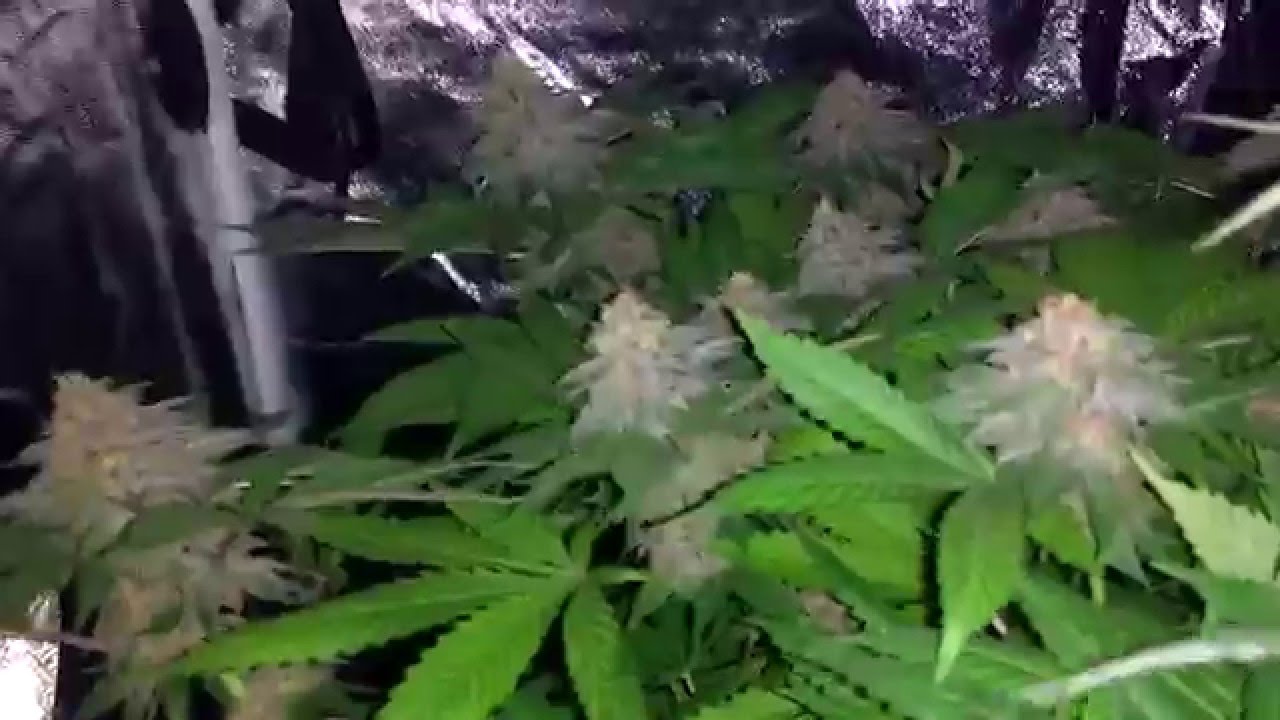 Tennessee Purple Kush (CannaVenture seeds) Update 5