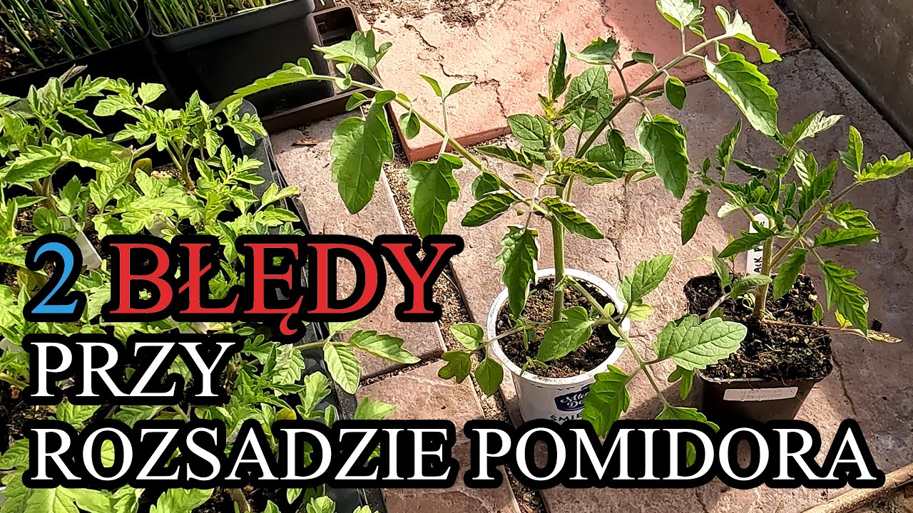 2 błędy przy rozsadzie pomidora, które powodują opóźnienie wzrostu roślin