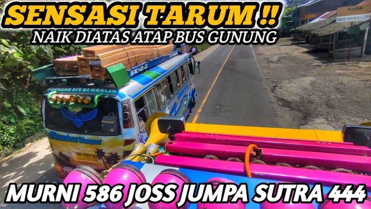 Sensasi Tarum || Naik Diatas Atap Bus Gunung, Murni 586 Joss Jumpa Sutra 444 || Ngeri-ngeri Sedap!!