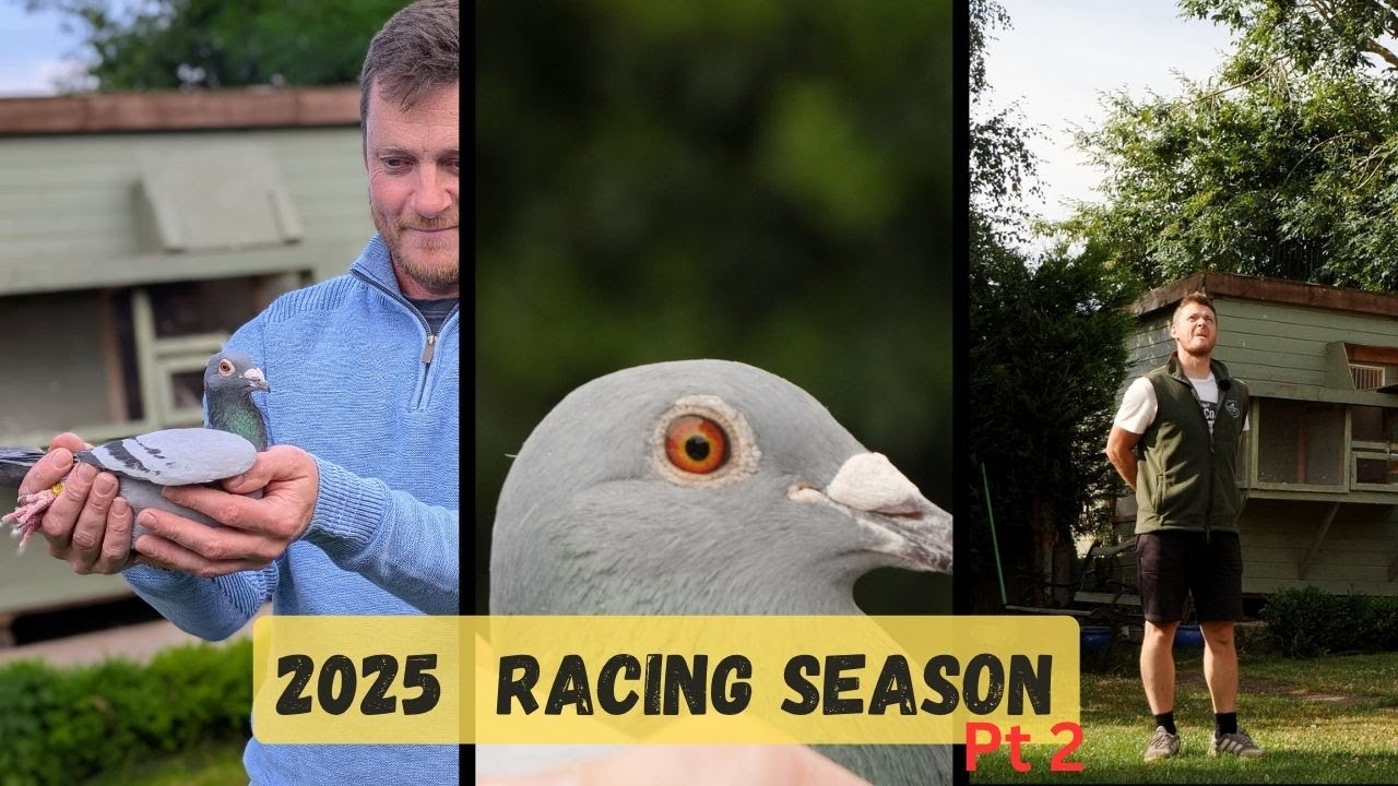 Part 2: How To Train Your Pigeon. Complete season 2025