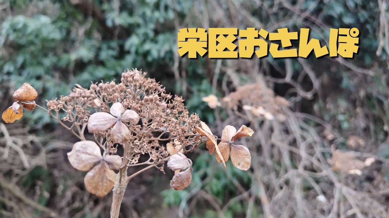 655  栄区おさんぽ　初クレープ