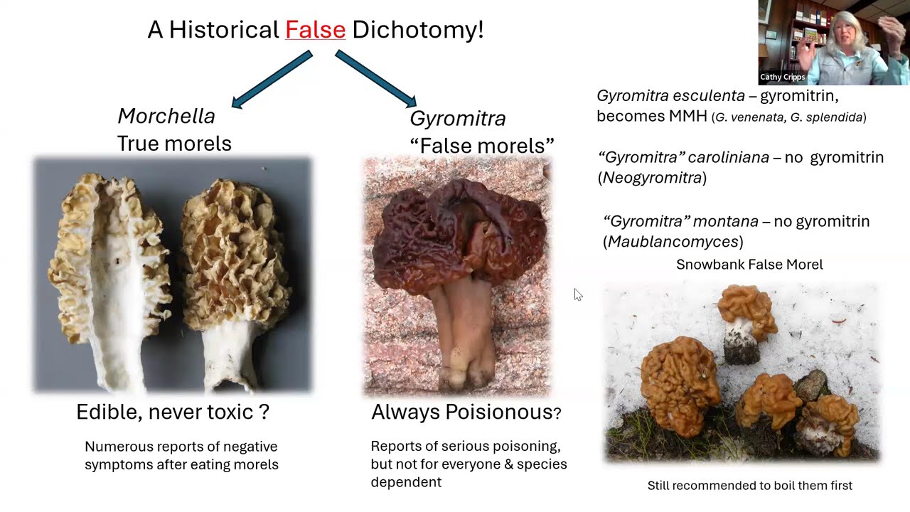 What we learned from the Montana Morel Poisonings in 2023: Are morels really safe to eat?