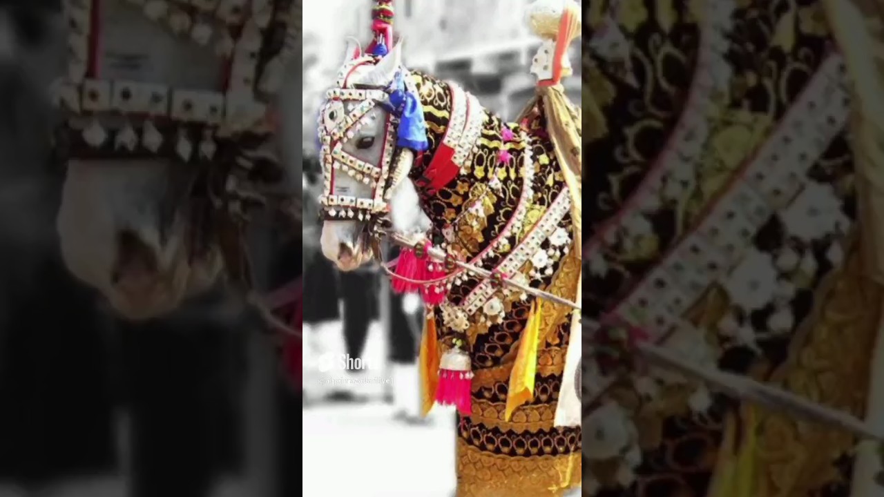 zuljanah - moharram 2023 #shortvideo #shorts