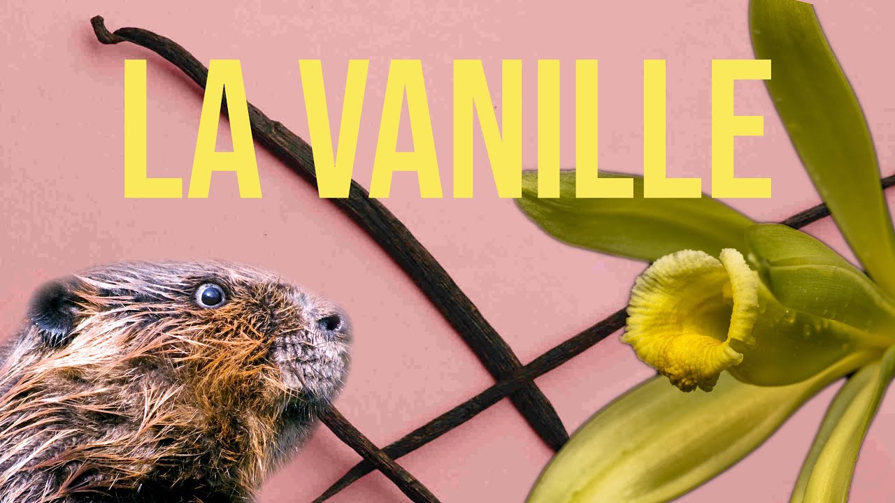La vanille : orchidées, castor et chimie