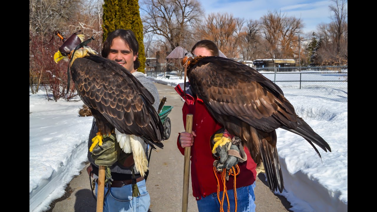 Falconry: Hunting ducks with Eagles