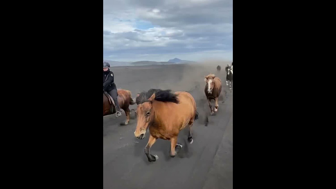 Join us on a riding tour with 50 loose running horses.