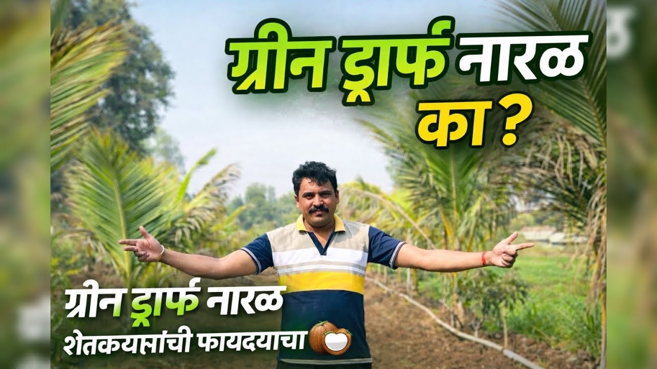 ग्रीन ड्वार्फ नारळ का? 🤔 शेतकरी अनुभव + सिंचन आणि उत्पादन टिप्स | @NitinAgroJourney 