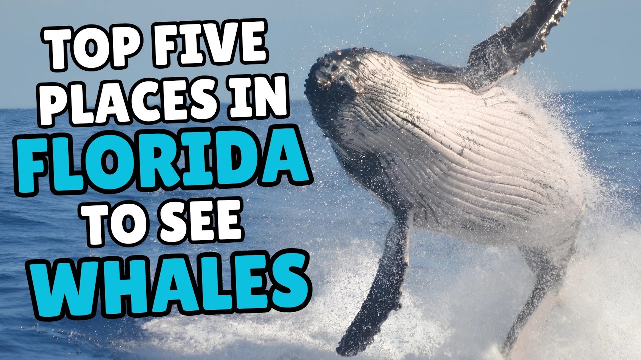 Five Best Places to See Whales in Florida (No Boat Needed!)