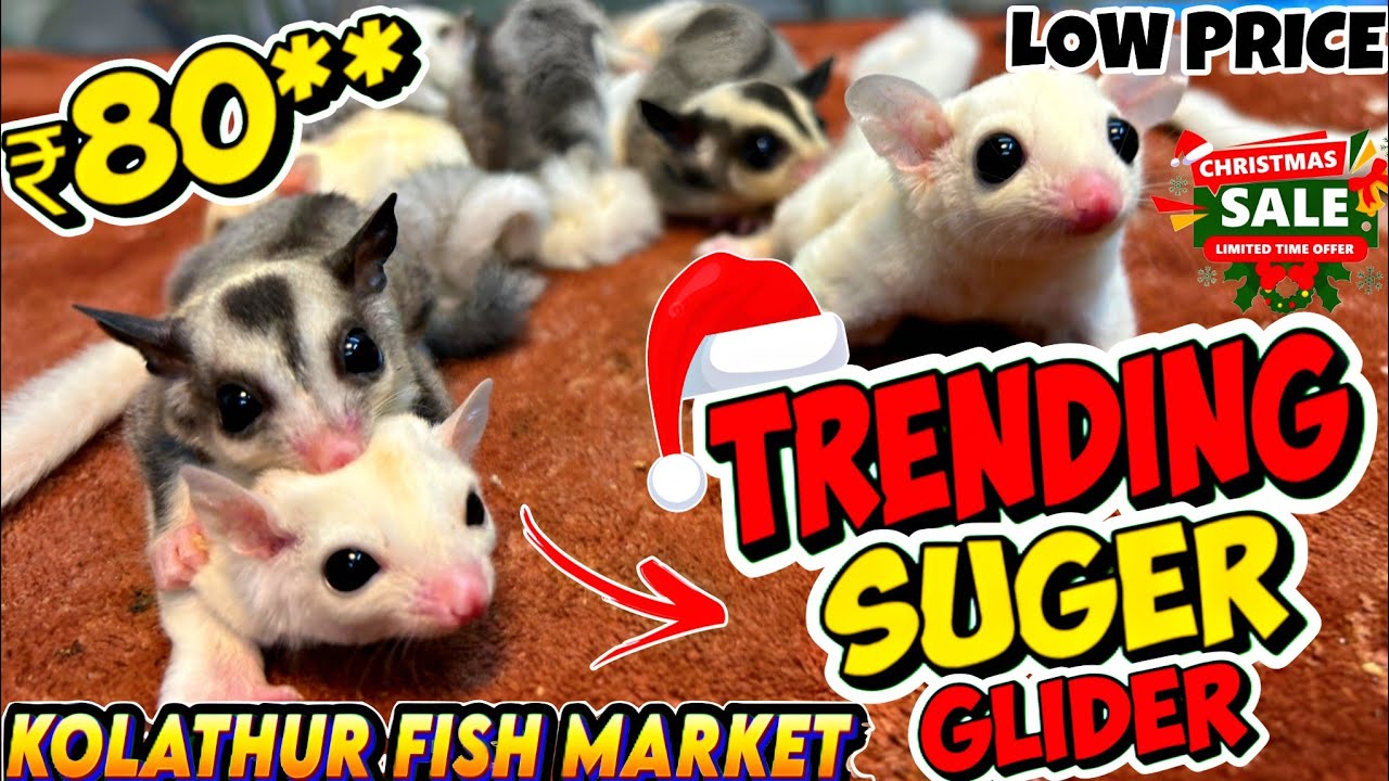 Kolathur fish market la 🔥 50+ Sugar Gliders in One Shop 😱 | Rare Crimino, Lucy & Pied |#tamilvlog 