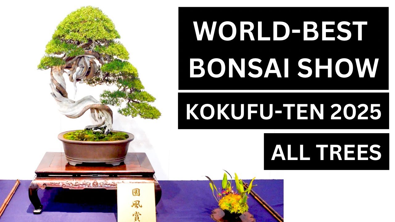 KOKUFU-TEN 2025 ALL EXHIBITED BONSAI - Exhibition Part 1
