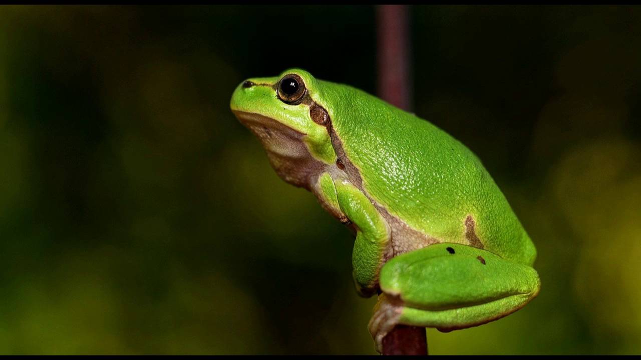 Sound of frogs, frog sound for relaxation and sleep, nature sounds