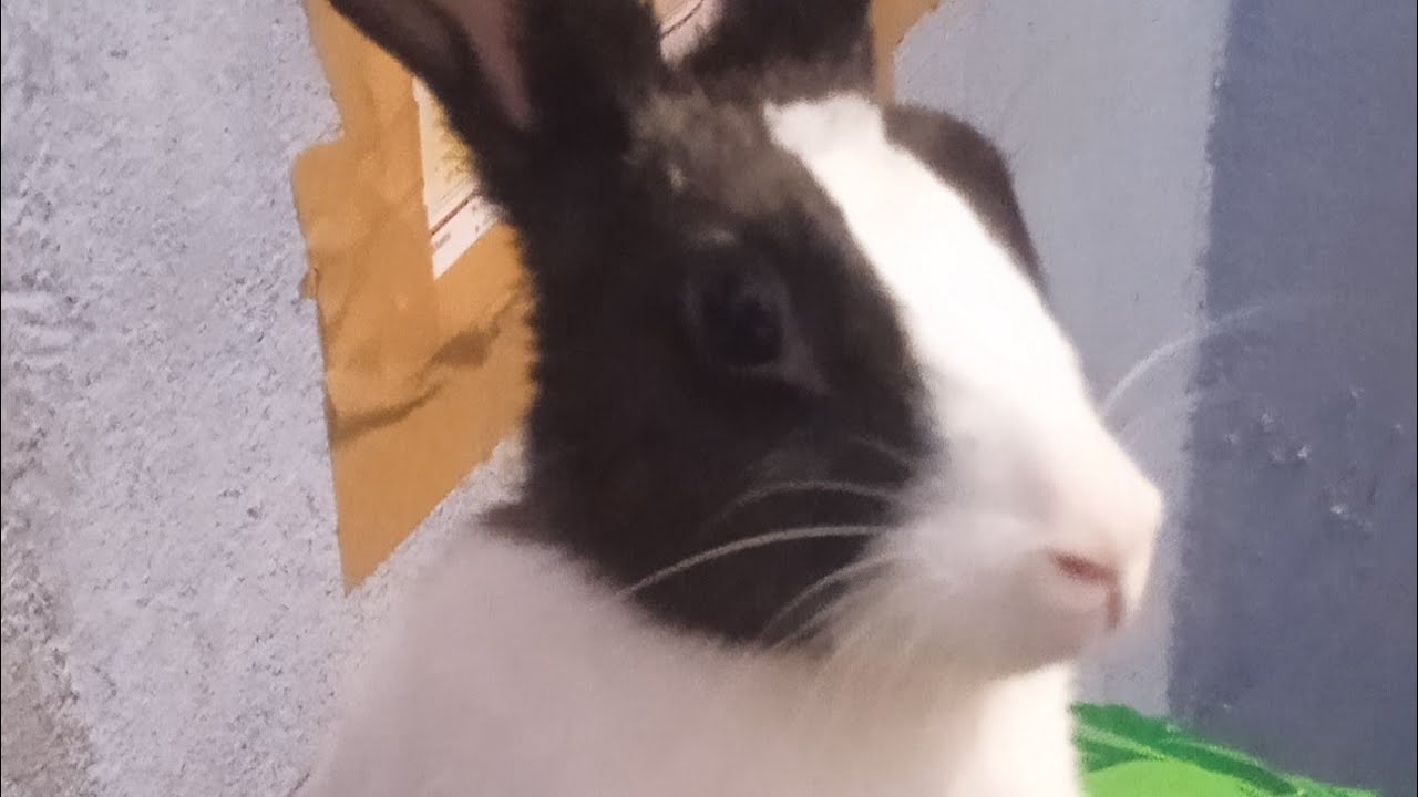 शाम के प्यारे से नजारे और मेरी प्यारी सी चिक्कू से मिलिए 🐇🥰