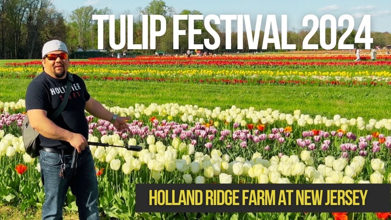 How They Taking Care 8 Million Tulips At This Farm  it is really Amazing
