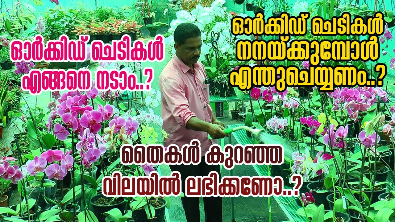 പ്രിന്‍സേട്ടന്റെ രക്ഷകരായ ഓര്‍ക്കിഡ്പൂക്കള്‍ I ORCHID FLOWERS I PRINCE FARM WAYANADI PADAVUMPARAMBUM