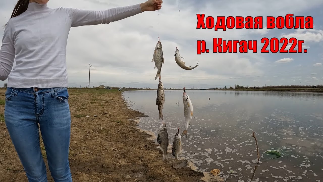Элитная вобла на Кигаче! Пошла ходовая крупная вобла Астрахань 2022.