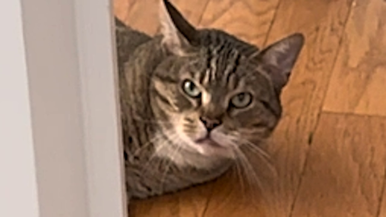 Nobody wanted 'mean' cat so woman takes him home