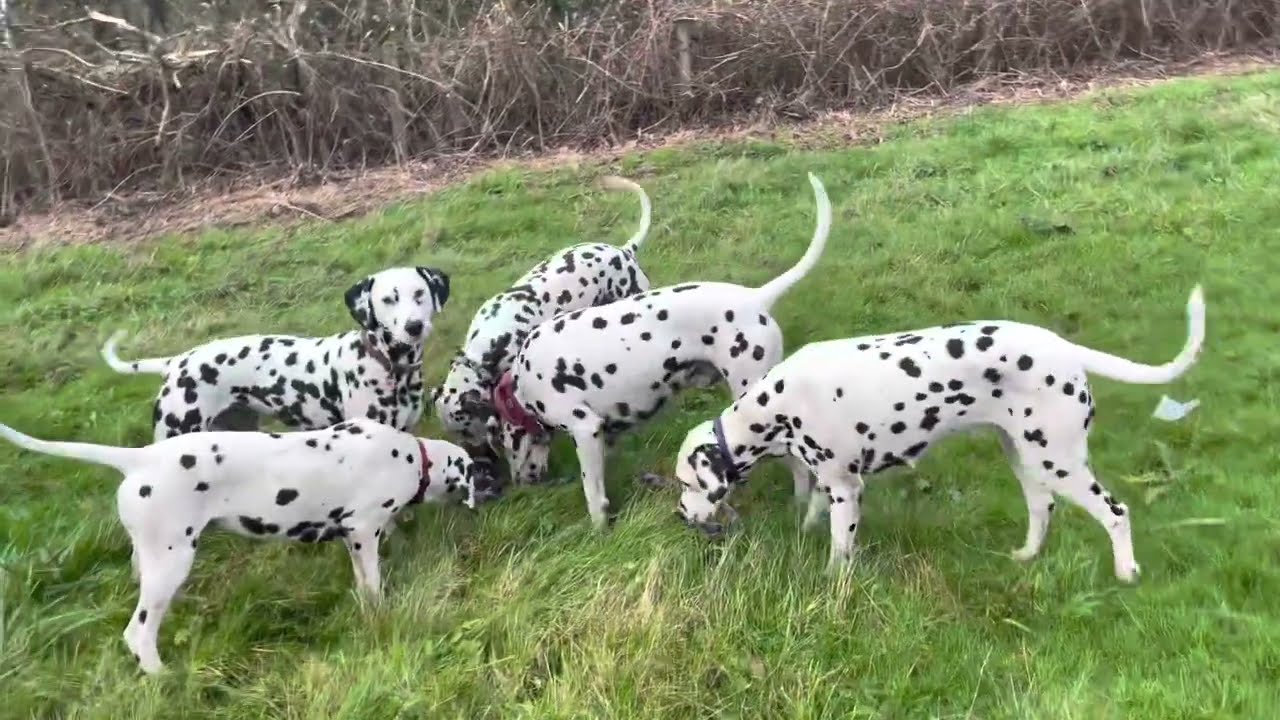 6 day old Dalmatian puppies | tiring my dogs out quickly