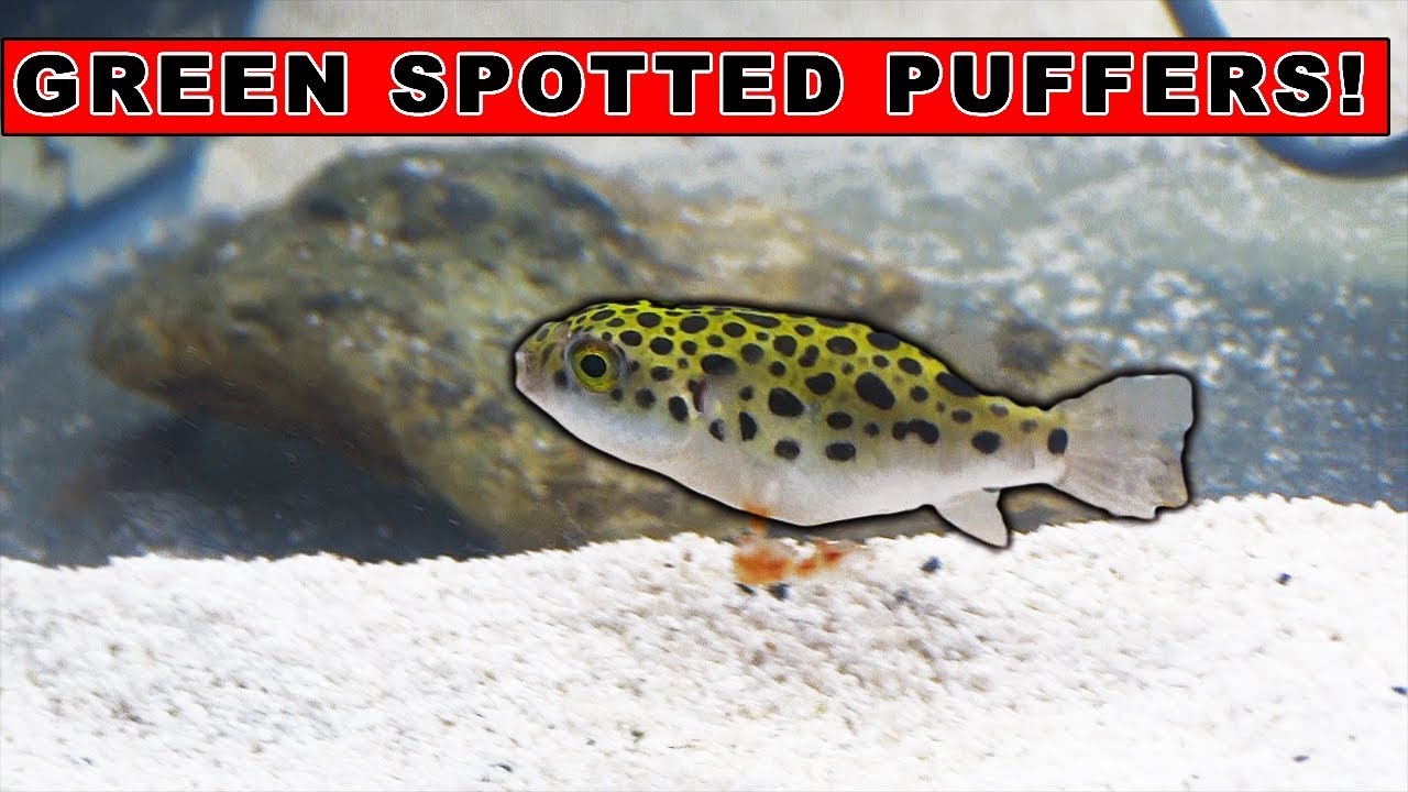 .Watch what happens when you mix shrimp with a vicous green spotted puffer fish!