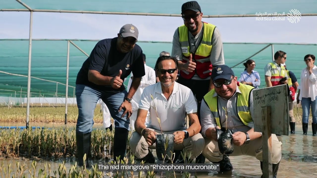 The Red Sea Mangrove Nursery Opening