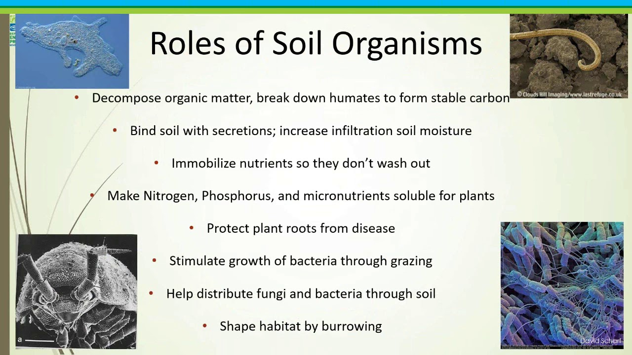 ELA Webinar   Mary Travaglini   Organic Lawn Care   Healthy Lawns for People Pets and Pollinators