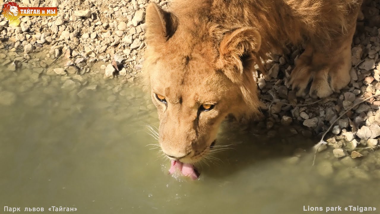 Братья в загуле - Русик в карауле. Львы. Тайган. Lions life in Taigan.